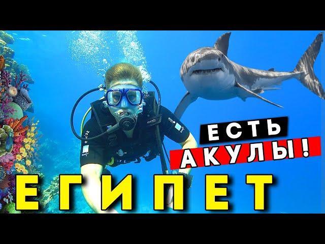 Встретил АКУЛУ в Египте 2024! ОПАСНЫЙ отдых? Дайвинг в Шарм эль Шейхе, Рас Мохаммед