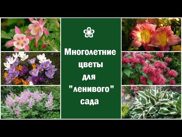  Начинающим: многолетние цветы для ленивого сада/цветника