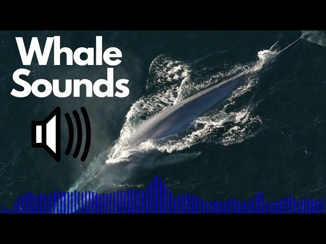 Whale Sound Effects | No Copyright