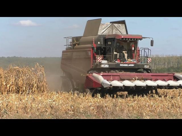 Harvesting corn for seeds 2024 (GOMSELMASH GS12A1