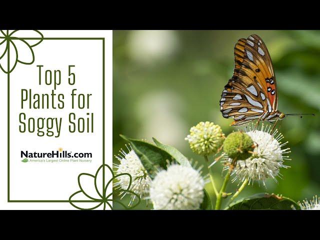 Top 5 Plants for Soggy Soil | NatureHills.com