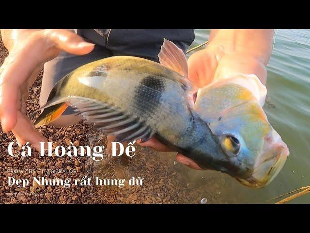 Fishing Peacock Bass l Fishing Nets l Happy Dinner l Duongvevlog.