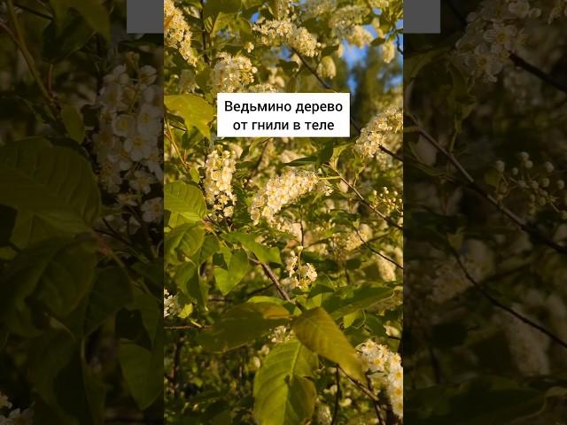 ведьмино дерево от гнили в теле #травы #травыдляздоровья #здоровье #здоровьебезлекарств