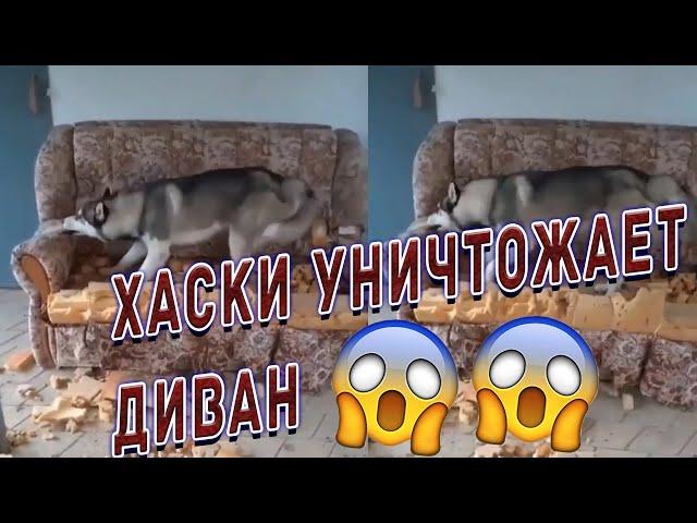 ХАСКИ УНИЧТОЖАЕТ ДИВАН| ХаскиПодборка видео с животными