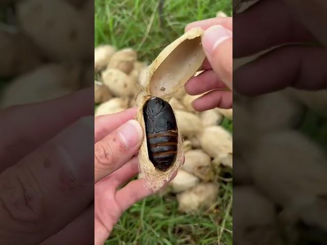 Silkworm chrysalis grew on the tree | Chinese Mountain Forest Life and Food #Moo Tik Tok#FYP