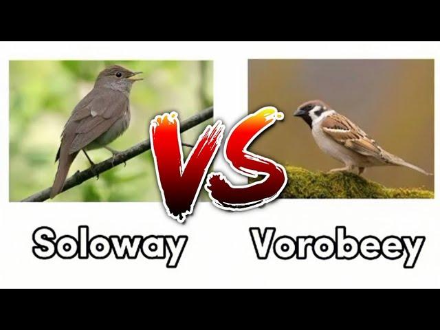 Soloway VS Vorobbey