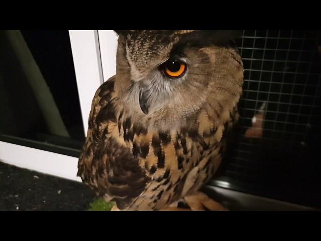 Yoll the eagle-owl is helping kitties! And seals too.