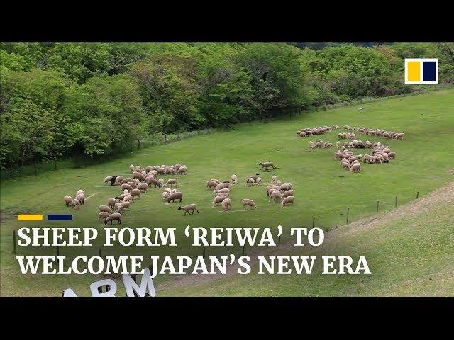 More than 100 sheep form the characters for ‘Reiwa’ to welcome Japan’s new imperial era