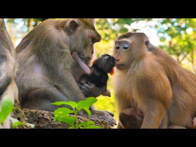 Monkey Rose brings her baby Robin to welcome the newborn baby.