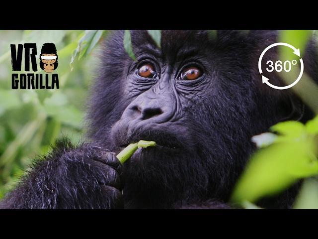 Meet The Mountain Gorillas - 360 VR Video