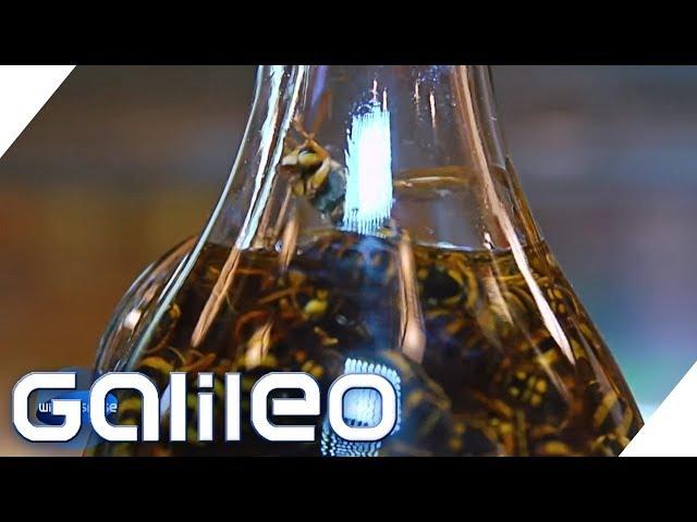 Wespen-Schnaps? Die skurrilsten Food-Trends aus Japan | Galileo | ProSieben