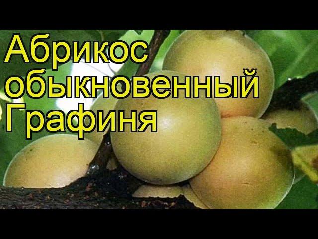 Абрикос обыкновенный Графиня. Краткий обзор, описание характеристик prunus armeniaca Grafinia