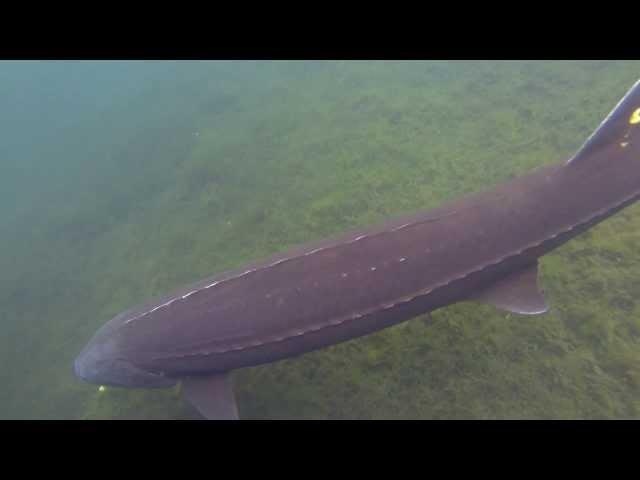 A close look at Sturgeon - Scenic7BC