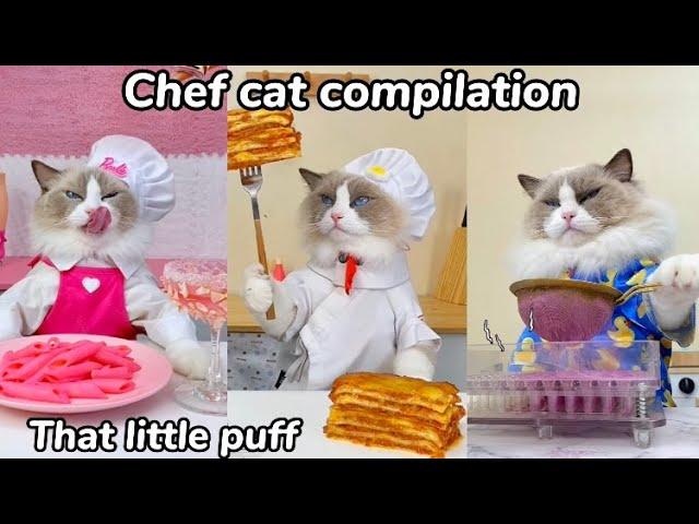 Chef Cat Compilation | That Little Puff