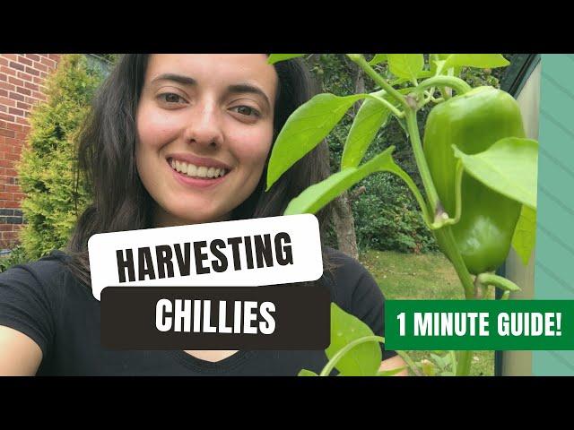 Harvesting Chillies At Just The Right Time!