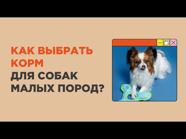 Как выбрать корм для собак мелких пород? Чек-лист.