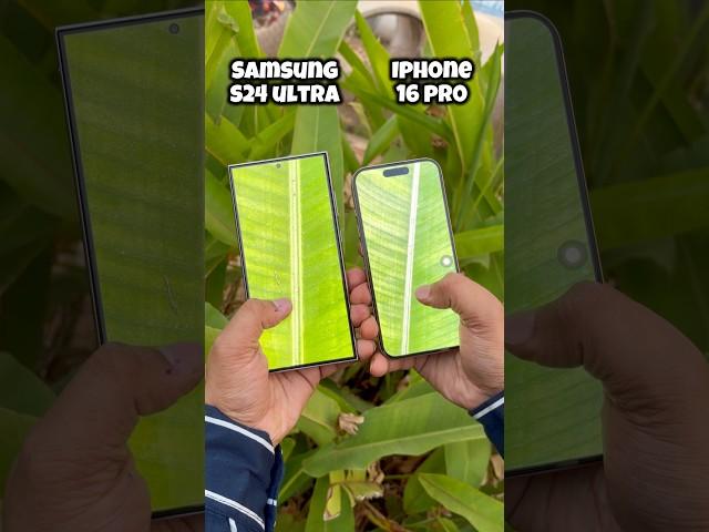 Samsung S24 Ultra vs Iphone 16 Pro Camera Test #samsung #s24ultra #apple #iphone16pro #shorts