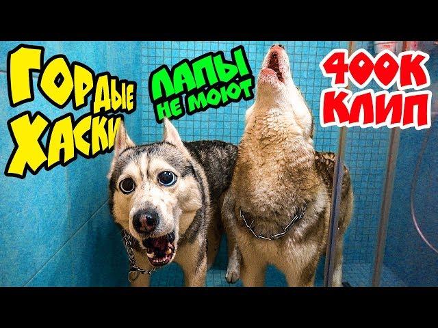 ГОРДЫЕ ХАСКИ ЛАПЫ НЕ МОЮТ!  КЛИП на 400.000 ПОДПИСЧИКОВ (Хаски Бандит feat Mister Booble)