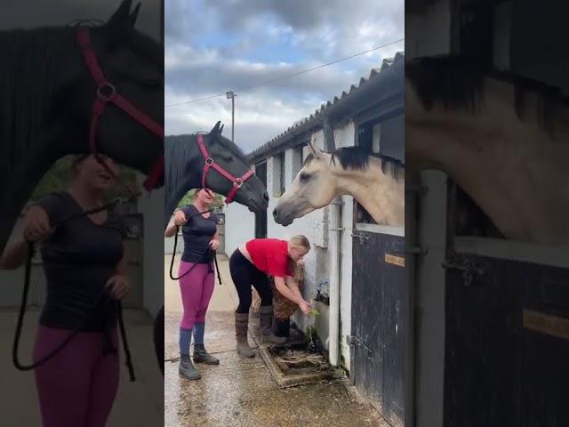 ANGRY HORSE! GELDING V STALLION 