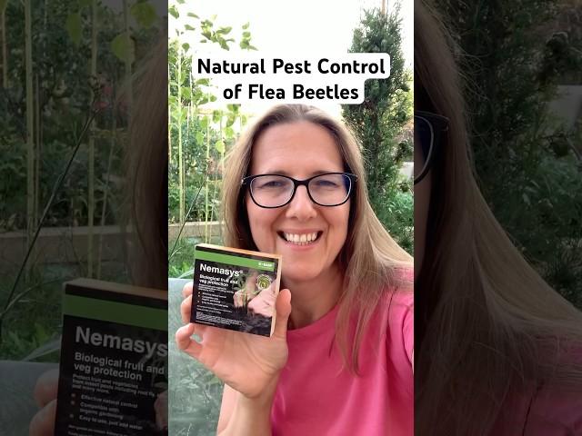 Natural Pest Control for Flea Beetle Control #growveg #gardening #vegetables #garden