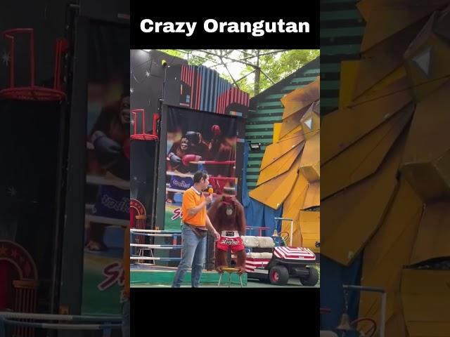 Crazy Orangutan pranks its master 