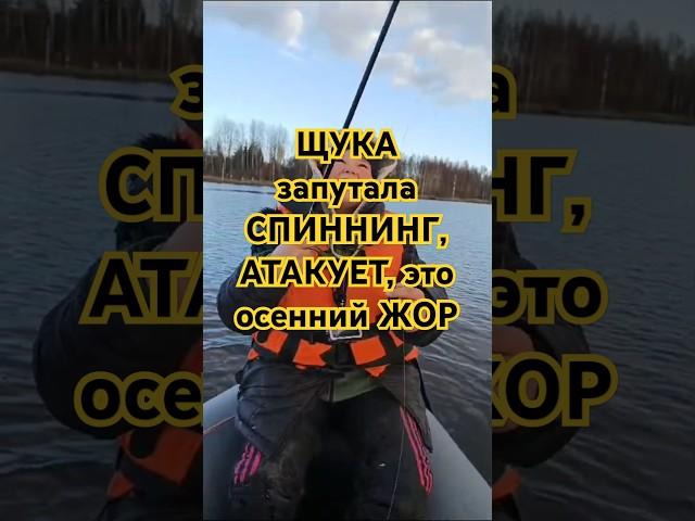 ЩУКА запутала СПИННИНГ, АТАКУЕТ это осенний ЖОР #fishing #щука #рыбалканащуку #рыбалка #рекомендации