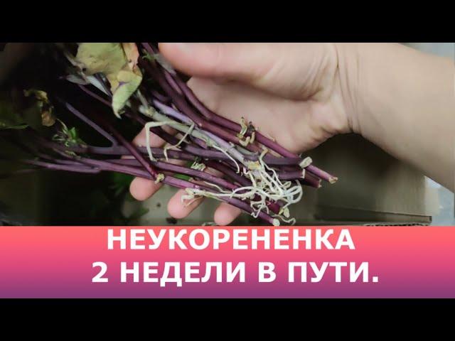 Посылка с неукорененными черенками, 2 недели в пути, что придет?