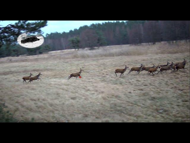 Wild boar driven hunting fever in january best moments compilation