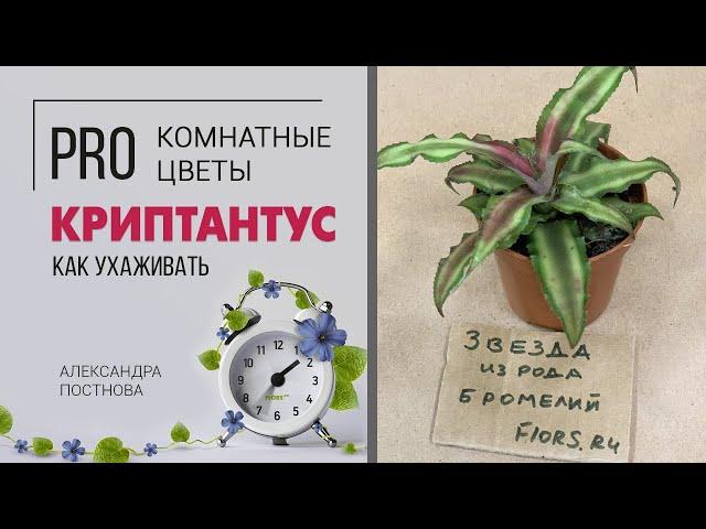 Криптантусы - звезда среди бромелиевых. Неприхотливое комнатное растение.