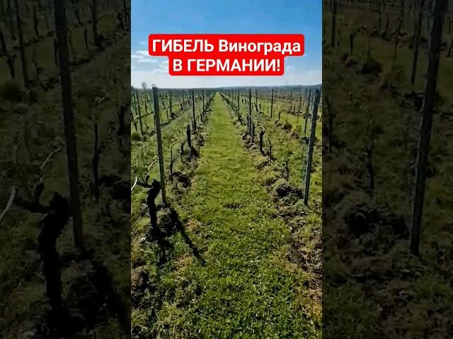 ГИБЕЛЬ Винограда В ГЕРМАНИИ! #виноград #виноградарство #огородничество #морознавинограднике #сад