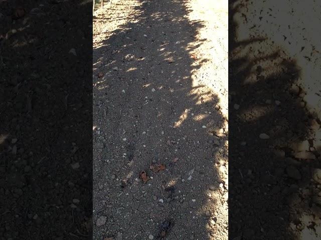 Field Walking Freaks : Field walking find of the day... what is it? (2023)