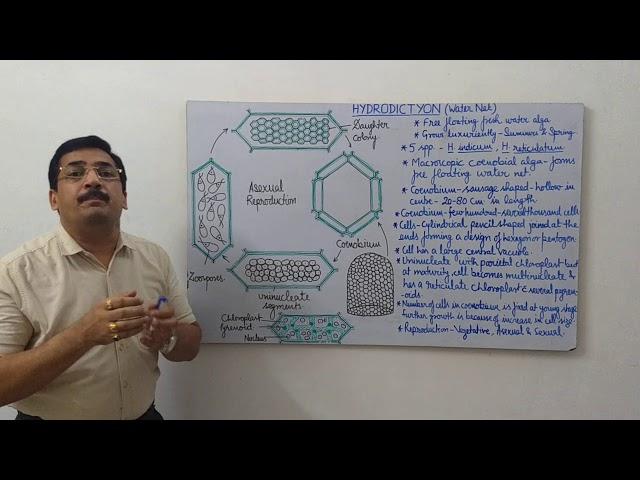 Hydrodictyon -1- General & Asexual Reproduction