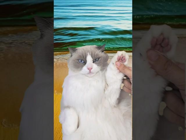  Puff’s ASMR Journey! Feel the tingle with every purr and paw tap. #ASMRPuff #thatlittlepuff