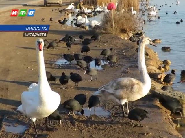 Кормление лебедей может быть опасным