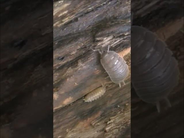 Rough Woodlouse / Обыкновенная мокрица #shorts