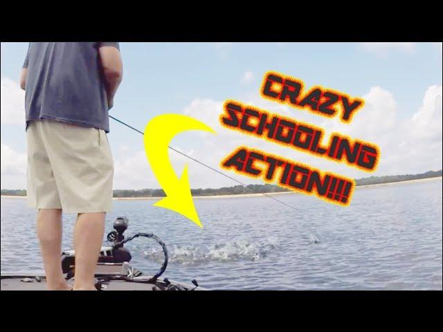 Summer Bass Fishing: Crazy Schooling Action!!!