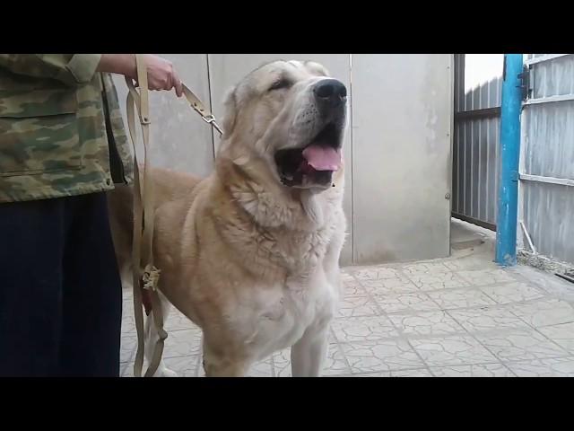 ALABAI dog Irsan