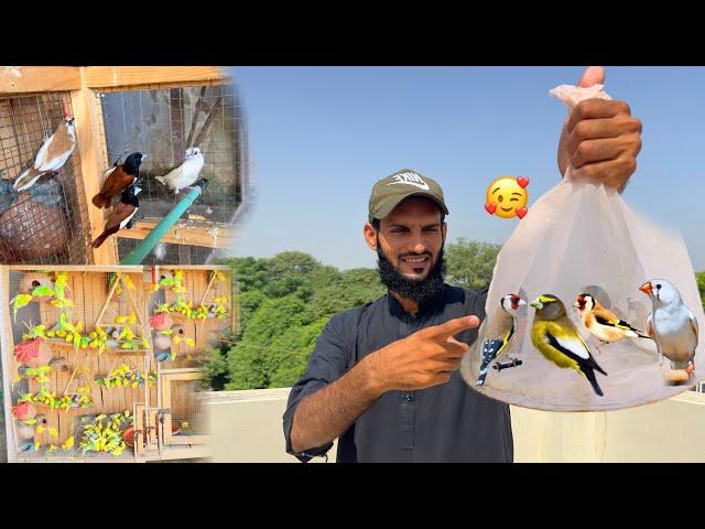 Mini Zoo Mein New Birds A gaiy  | pets Vlog | Ahma Daily Vlogs
