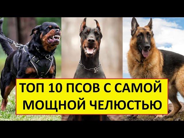 У ЭТИХ СОБАК ЧУДОВИЩНАЯ СИЛА УКУСА! ТОП 10