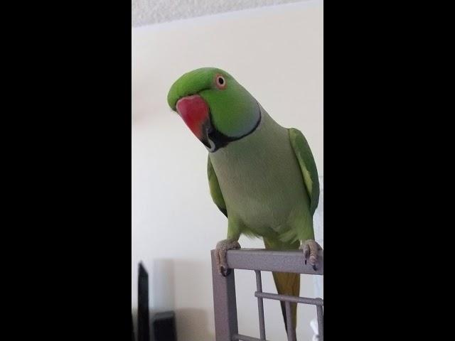 Indian Ringneck parrot talking