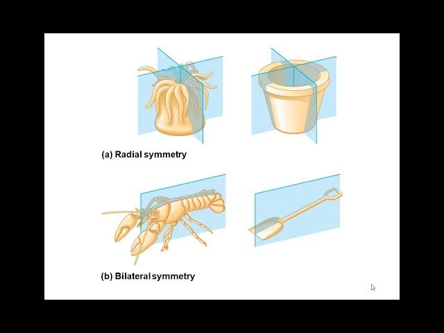 Chapter 32 Animal Diversity Overview