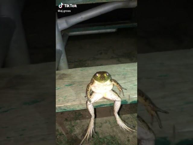 frog vibe