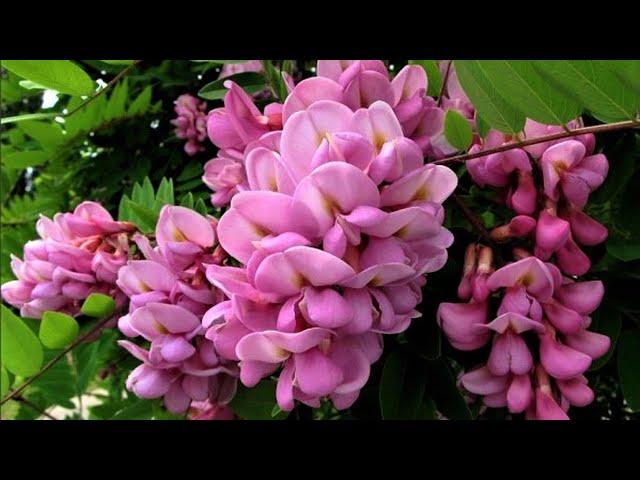 Beautiful flowering trees. Blooms all summer until November! Unpretentious fast-growing pink acacia