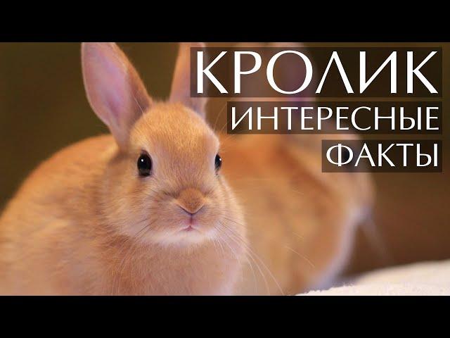 Кролик - интересные факты