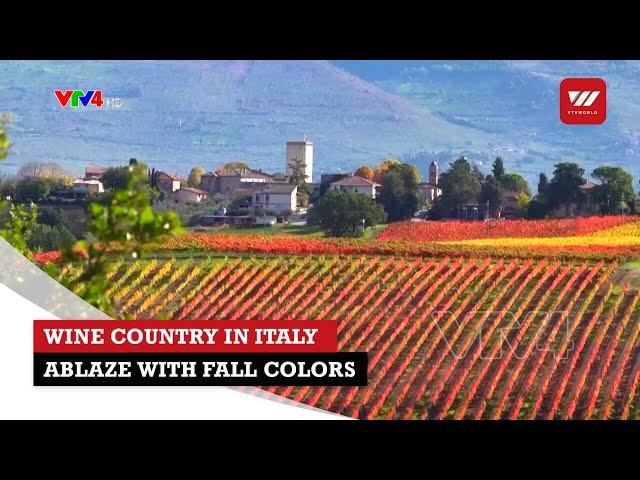 Wine country in Italy Ablaze with fall colors | VTV World