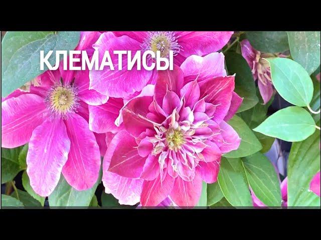 Май. Цветут клематисы.