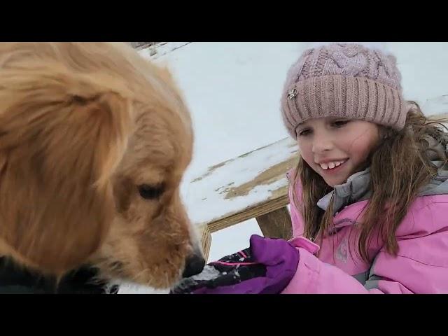 Собачий парк зимой \ Dog Park in the winter