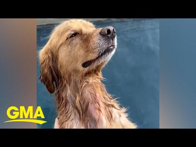 This golden retriever is inspiring us to get massages l GMA