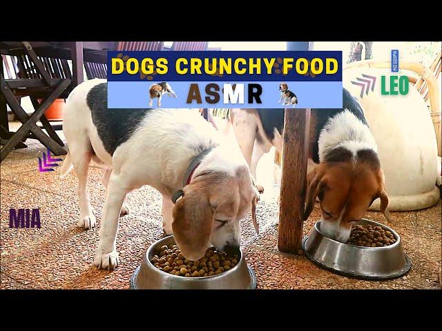 BEAGLES EAT CRUNCHY FOOD  MIA & LEO ASMR  1 HOUR ASMR