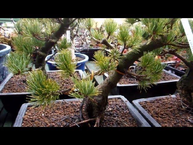 Japanese Bonsai Trees!